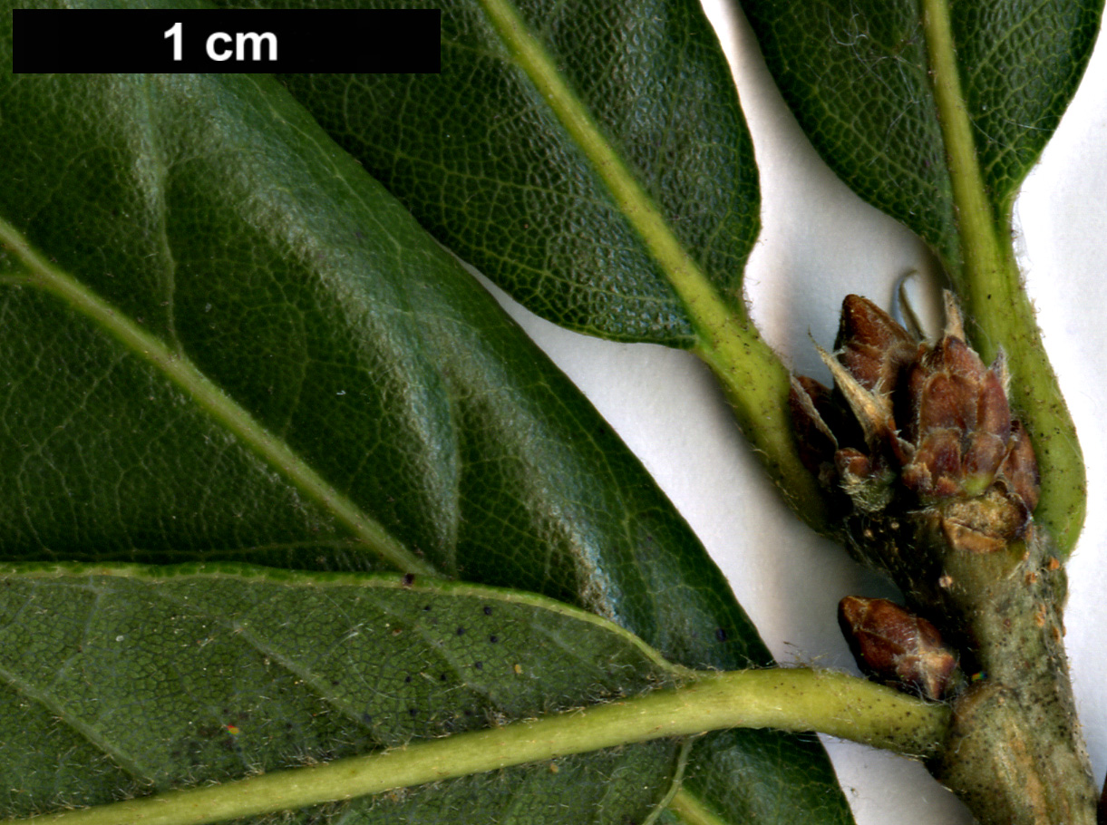 High resolution image: Family: Fagaceae - Genus: Quercus - Taxon: glabrescens × Q.robur